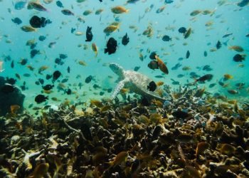 Bohol-Dive-Center-Alona-Filipinas-Club-Buceo-583