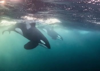 Orka-safari-Tromso_Tiara-Tours-1