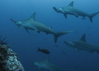 baechi-hammerhead-shark-5024671_1920