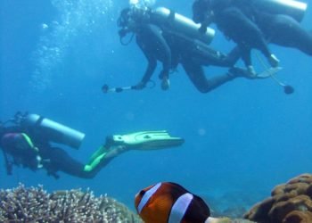 catsdhika-diver-2200821_1920