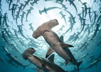 gabrupawpixels-hammerhead-shark-10233816_1920 (1)