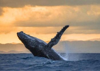 humpback whale norway