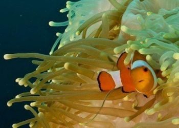 nemo