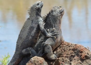 pen_ash-marine-iguana-2411230