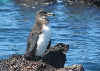 peterstuartmill-penguin-255527_1920