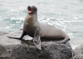 sebastian_photos-sea-lion-1646863_1920