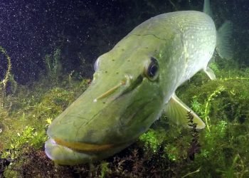 snoek put van ekeren